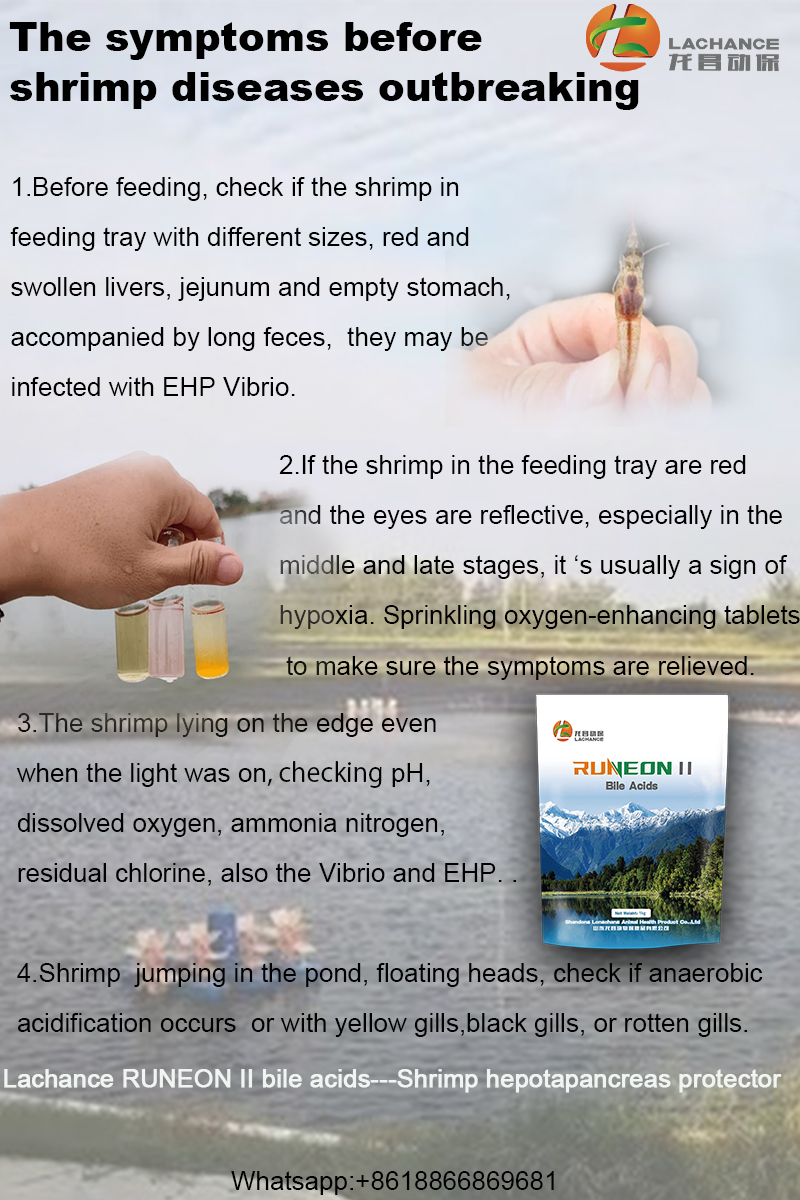 NancyYa21523346's tweet photo. The symptoms before shrimp diseases outbreaking
#shrimpfarming #shrimpdiseases #shrimpvibrio #shrimpehp #shrimphealth #feedadditive https://t.co/k5gotIcN8x