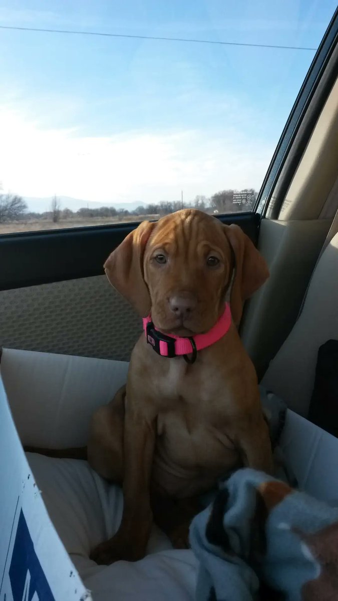 Show your pet as small as possible.