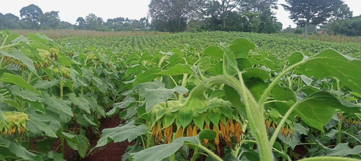 Agri Innovation Hub tweet media