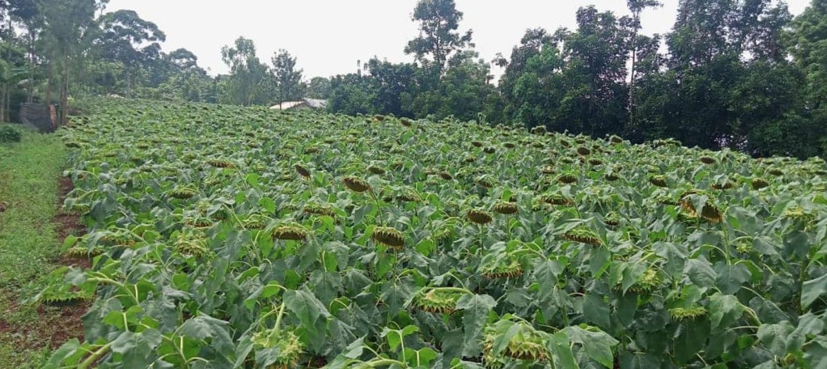 Agri Innovation Hub tweet media