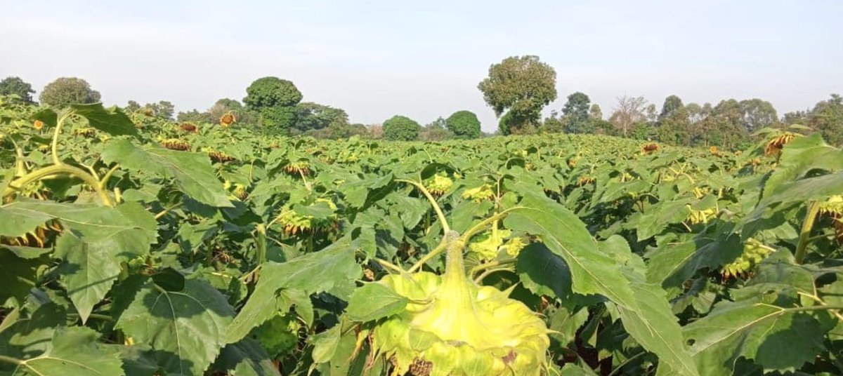 Agri Innovation Hub tweet media