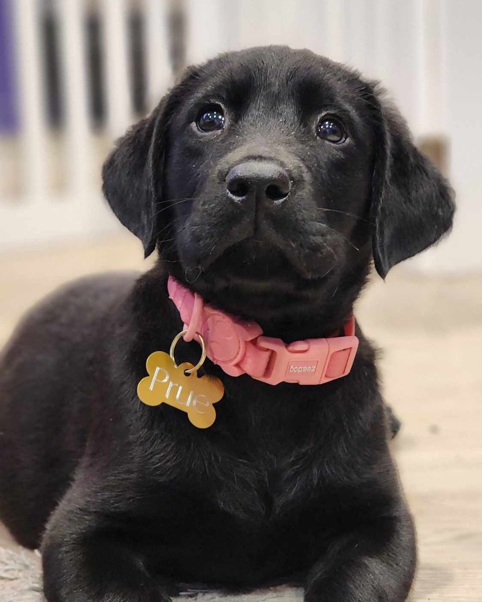 Hannethyst's tweet photo. I'm never here anymore, so I realized I hadn't shown off my pride and joy. 

This is Prue. https://t.co/YqCtpW8bJm