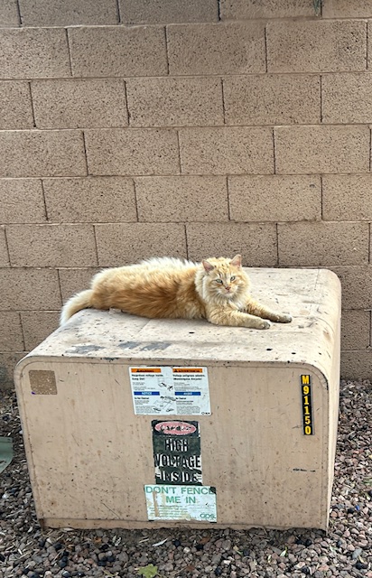 Danger
High Voltage Inside 
Don't Fence Me In 
(featuring the fabulous stray urban street cat, Mister Thundercat Lionel Featherduster).