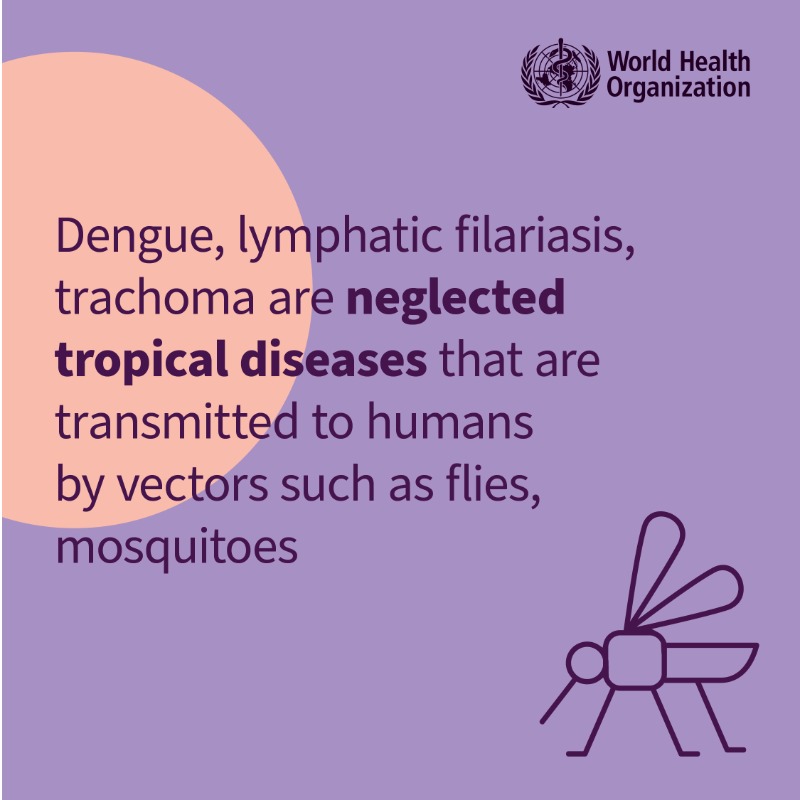 WHO's tweet photo. Some neglected tropical diseases like dengue, trachoma, lymphatic filariasis, also known as elephantiasis, are transmitted to humans by vectors such as flies and mosquitoes.

Learn how to prevent them!

#NeglectedNoMore