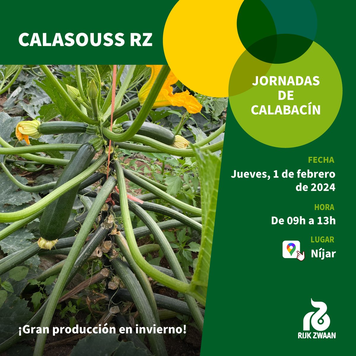 🌱 @rijkzwaanes te invita a las Jornadas de #calabacín 𝗖𝗮𝗹𝗮𝘀𝗼𝘂𝘀𝘀 𝗥𝗭. ¡Gran producción en invierno! Te esperamos 😉

🗓 Jueves, día 1 de febrero de 2024 🕘 De 9h a 13h.
📍 Níjar: maps.app.goo.gl/yU9KX1cu589WoB…