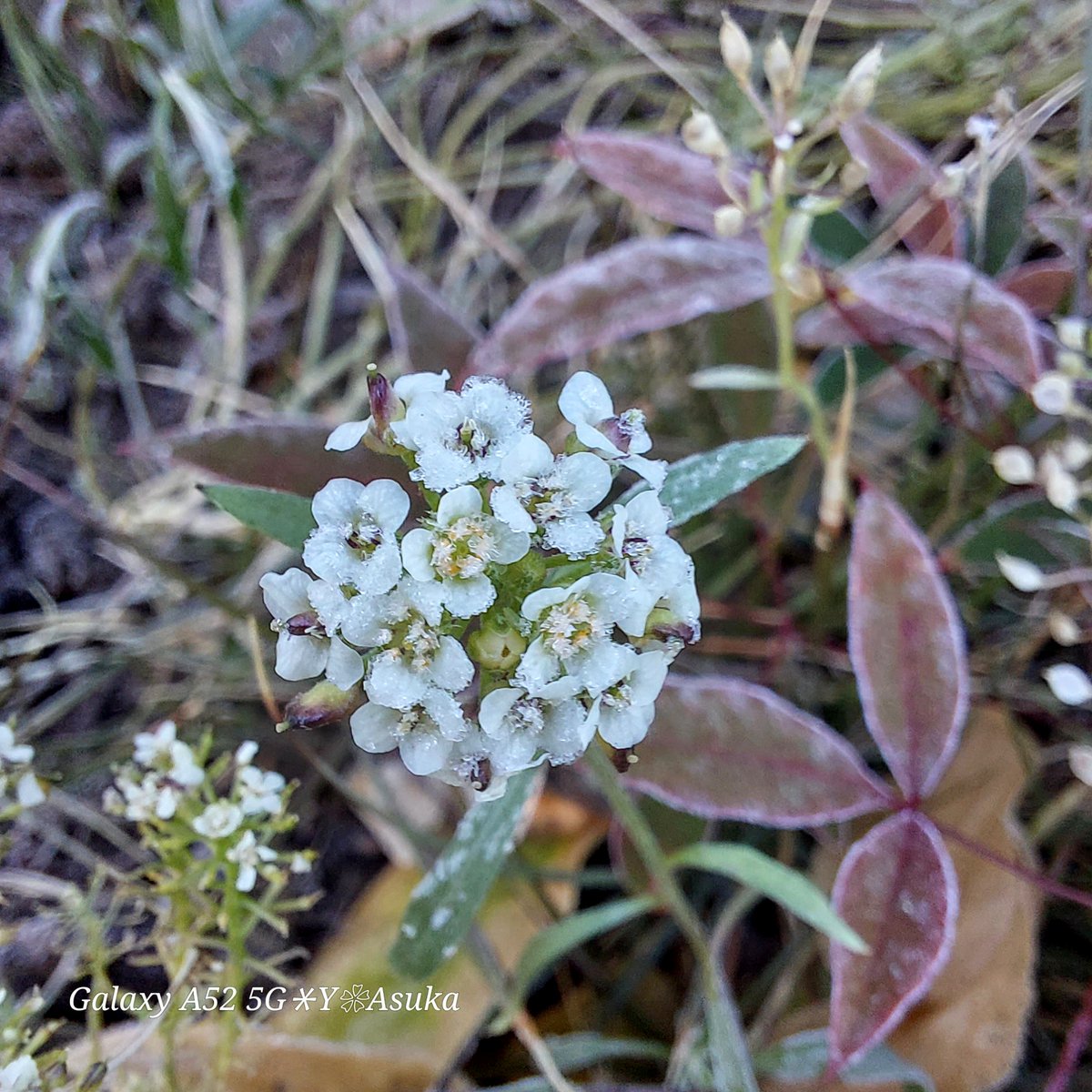 yumeasutw's tweet photo. キーンと冷えた朝❄️
#アリッサム に咲いた霜の花💠
#霜活 #霜 #frost
#貝殻状 #角板状
#庭花 #花 #Flower
#マクロ #マクロ撮影 #macro #macrophotography
#pic2023 #pic202312 #pic1221
#a2024 #a0130 #a202401 #a2024015 https://t.co/oUkAmVGJyP