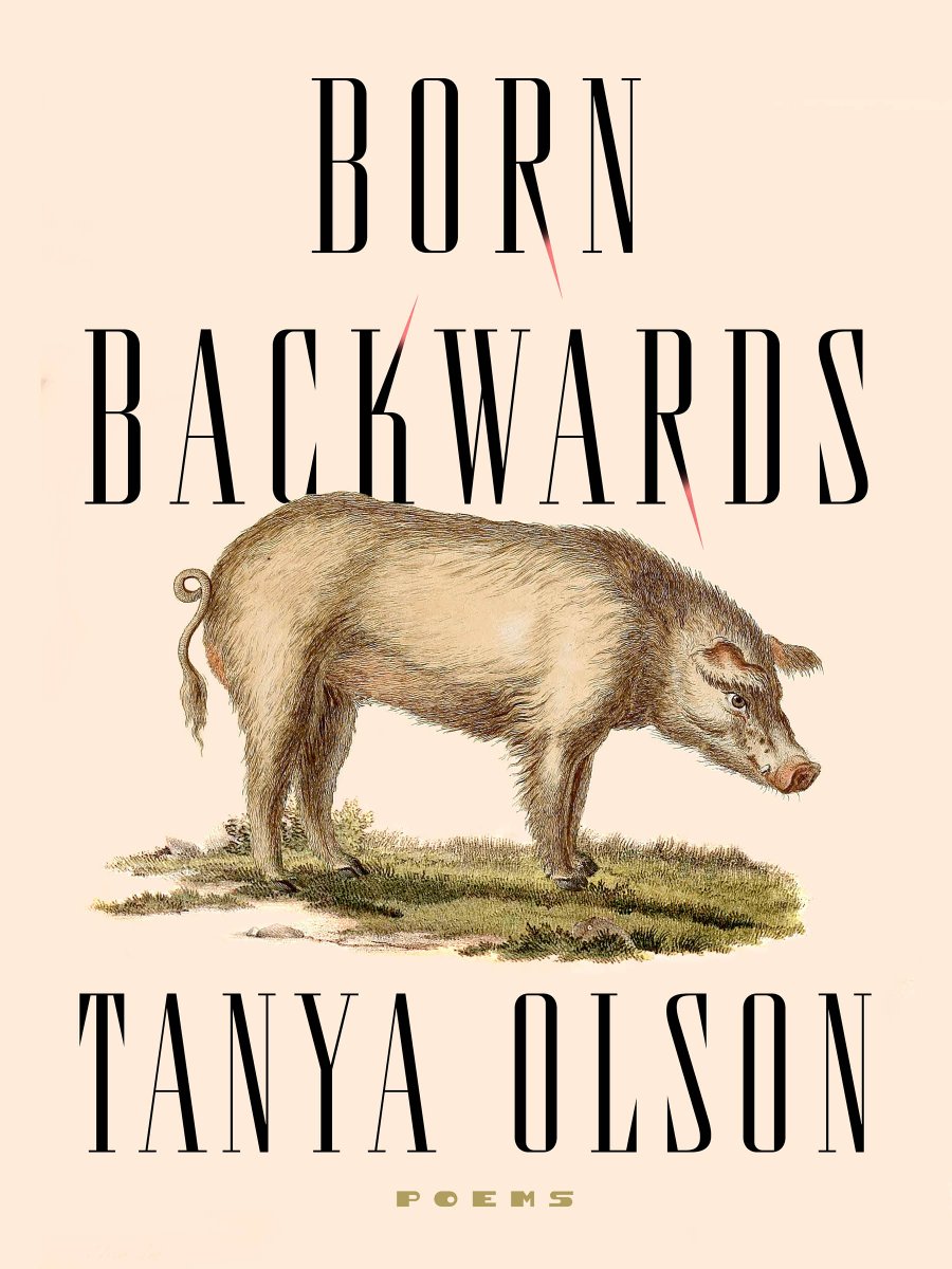 We are featuring a number of recent and forthcoming titles at this year's AWP in Kansas City. And BORN BACKWARDS, Tanya Olson's third poetry collection, is one of them!!! Here is the cover designed by the always amazing Alban Fischer!