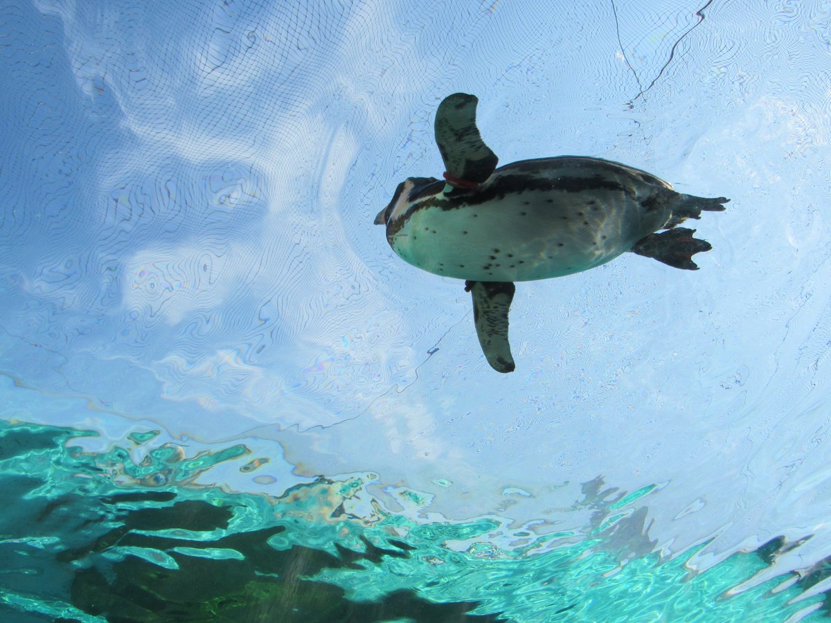 kounokagerou's tweet photo. #天王寺動物園 #ペンギンパーク #penguin #空飛ぶペンギン #flyingpenguin

写真修業は「こういう練習がしたい！」テーマを持って行くことがほとんどです。ただ、#動物 や #海辺 を撮るとき、テーマや計画とは関係がないところで、すごく面白い写真が撮れることがあります。

これもそういう写真です。 https://t.co/4hwU5nTo4S