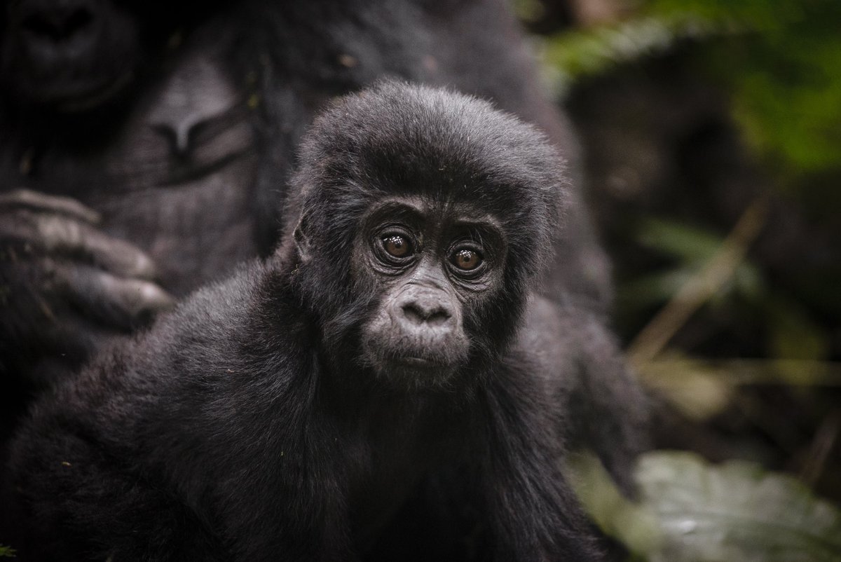 Join our Uganda gorilla trekking Signature experience in Bwindi Impenetrable National Park for an up close encounter with these rare primate species. Email us at info@signature-africa.com to get started. 

📸 Courtesy 

#ExploreUganda #gorillatrekking