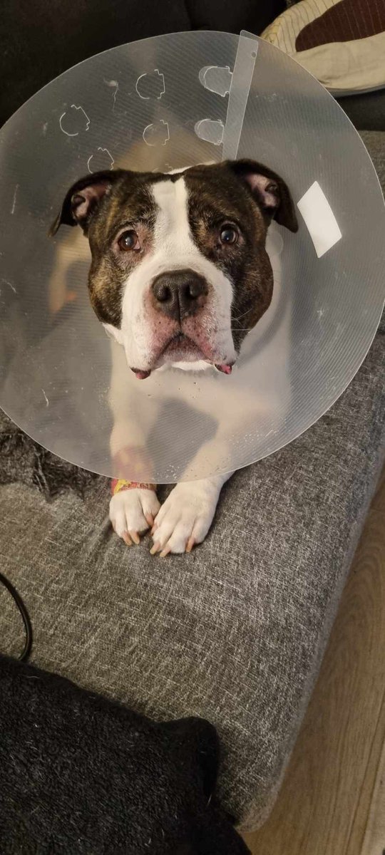 ArmiAhola's tweet photo. Auttakee, auttakee!

Mooseksella hiottiin silmästä arpikudosta ja nyt tötterö päässä pari viikkoa. Ei oo poika onnellinen. https://t.co/WLGiW8TAMo
