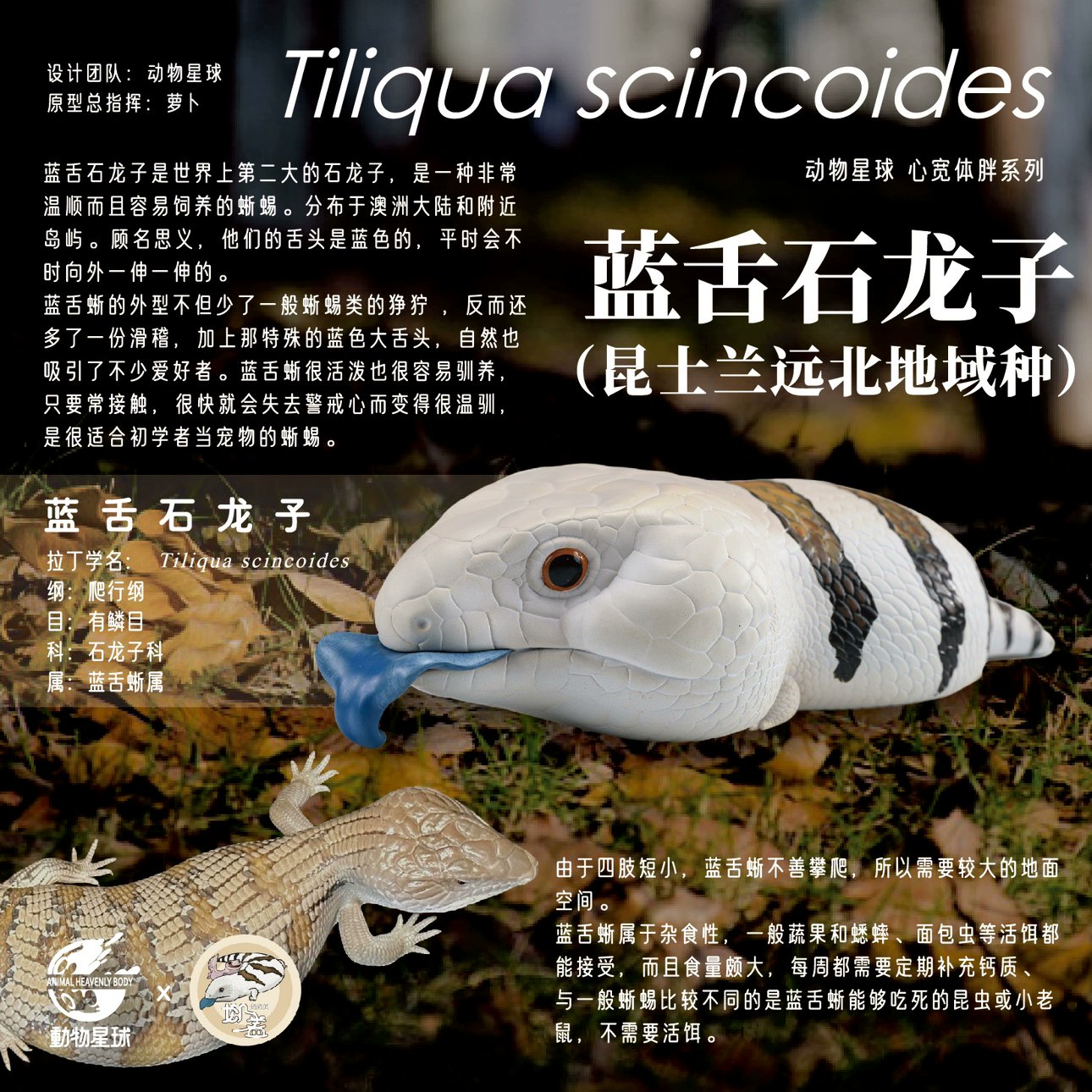 動物の惑星】アオジタトカゲ PLUS版 フィギュア - 昆虫採集・昆虫標本用品【昆虫販売館-insectech.com-】