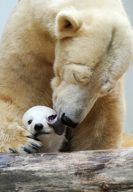 PollyPaws's tweet photo. The sweetest treat in the Arctic 🍭🍬🧁❄️ https://t.co/AwOAdZDiNb