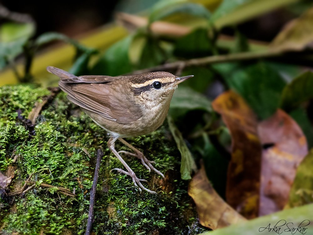 sarkar_arka's tweet photo. Asian Stubtail  
Dosdewa, Karimgung, Assam
February, 2022

#feathersofasia #IndiAves  #birds #birdphotography  #nature #NaturePhotography #birdwatching #birding  #WaytoWild 
@Avibase
@orientbirdclub https://t.co/f0kIJS6hKr