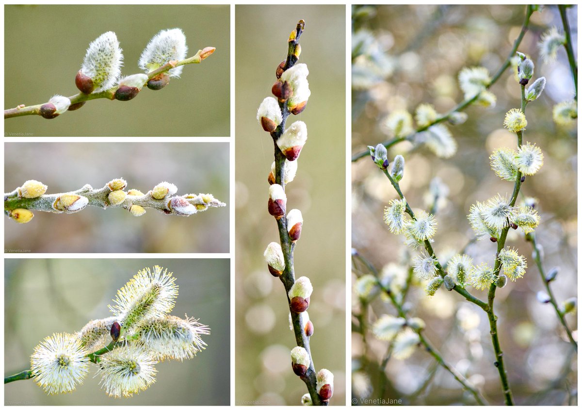 A legend tells that when a willow tree heard a mother cat's distressed mewling, it reached its branches into the water to save her drowning kittens. In remembrance of this kindness, wherever their little paws touched its branches, catkins grow. #FairytaleTuesday #nature #folklore