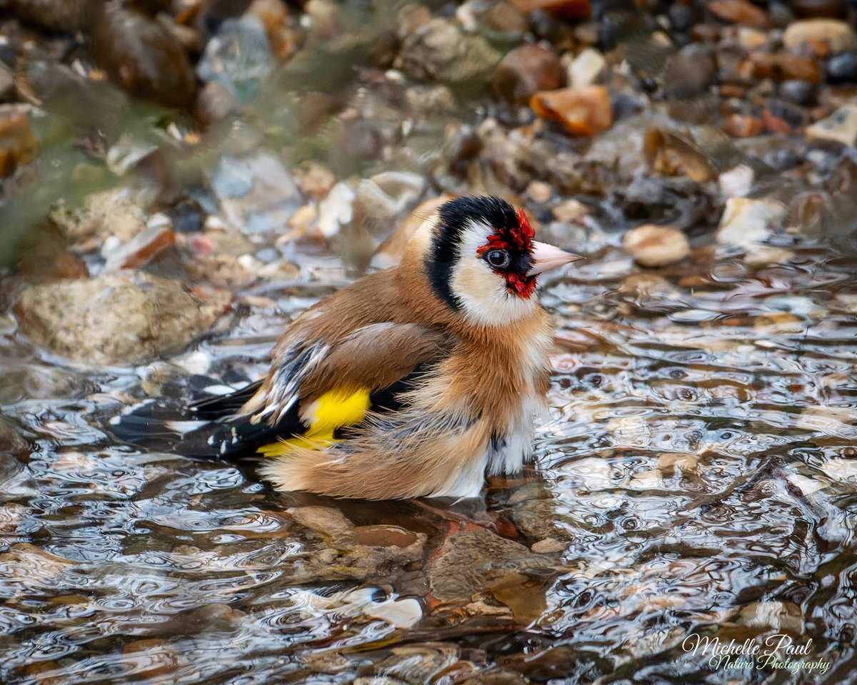 GM! I went back to watch the Goldfinches bathing. This time they were closer! Look how fluffy they are after a wash! ❤️❤️ #BirdsOfTwitter #birdphotography #birds #TwitterNatureCommunity #TwitterNaturePhotography #nikonphotography #birdwatching #nikon @thephotohour @nikoneurope