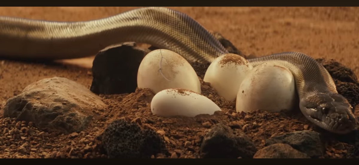 bradleyberdecia's tweet photo. to think that hiss was the first egg hatched from megan’s cobra MV and there’s 3 eggs remaining to be hatched 👀 https://t.co/kz03xvyPU6