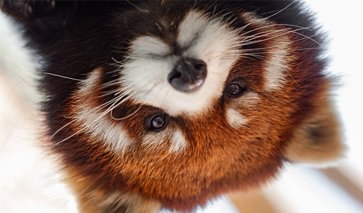 Red Panda Every Hour! (@redpandaeveryhr) on Twitter photo 