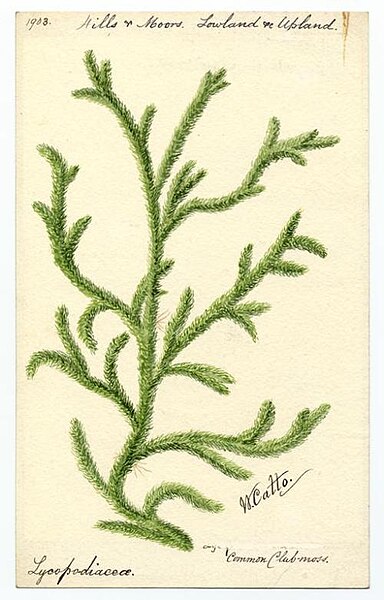 rebecca_lexa's tweet photo. Finally back to writing #TheEverydayNaturalist mss. Added 1913 words this evening, total now at 58702. Tomorrow is an all-day writing fest--can't wait!
#nature #natureidentification #clubmoss #plants #vascularplants #botany #scientificillustration https://t.co/I7NUTuIggf