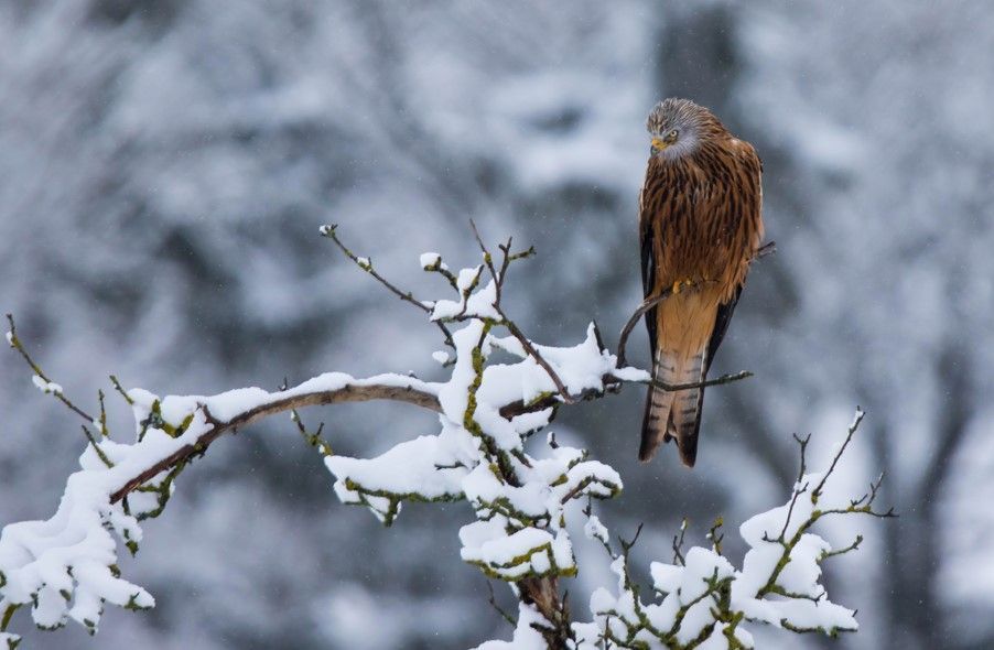 NEW PAPER in #ornithology shows how migration develops with age in #raptors, and that few red kites in #Switzerland resume migration once they have survived a winter: buff.ly/4942LXY