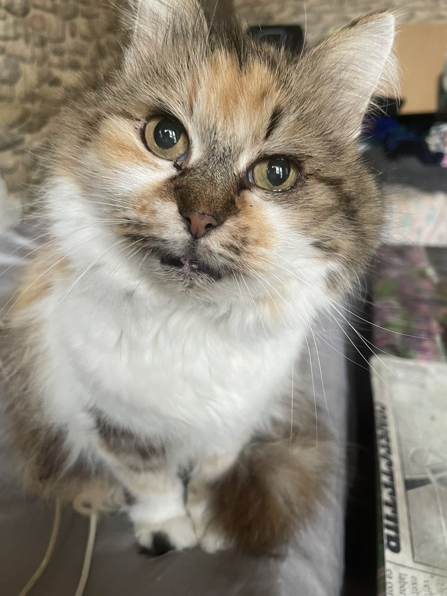 Emil Antonov tweet media