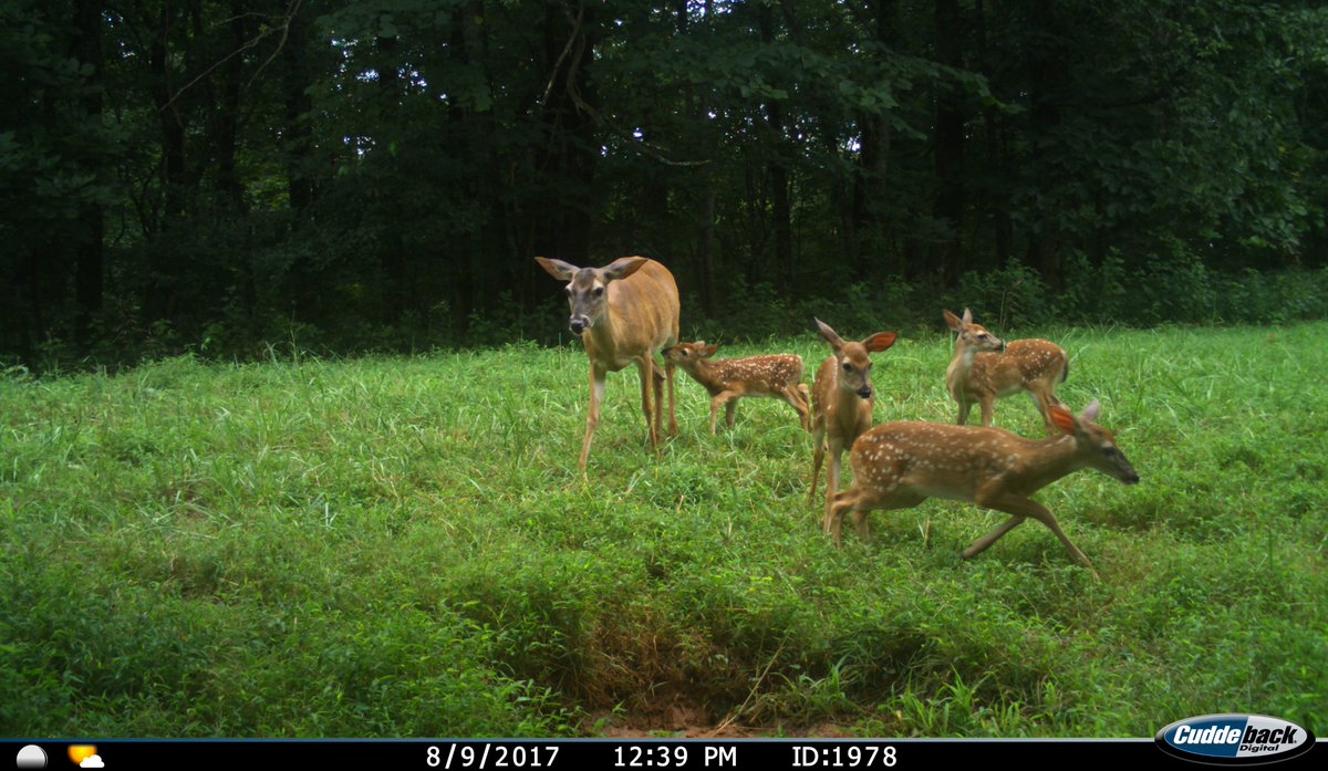 trailcams 🌿 tweet media