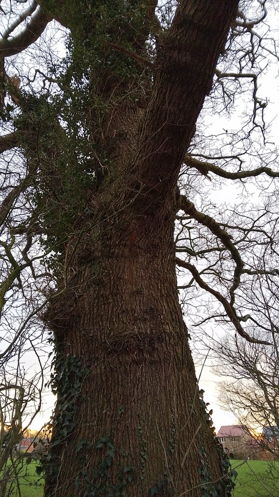 s4r4h_l's tweet photo. #ThickTrunkTuesday from the Broughton loop of the #GuildWheel @keeper_of_books #trees @Friendsofthegu1 https://t.co/2A0kTBDHA6