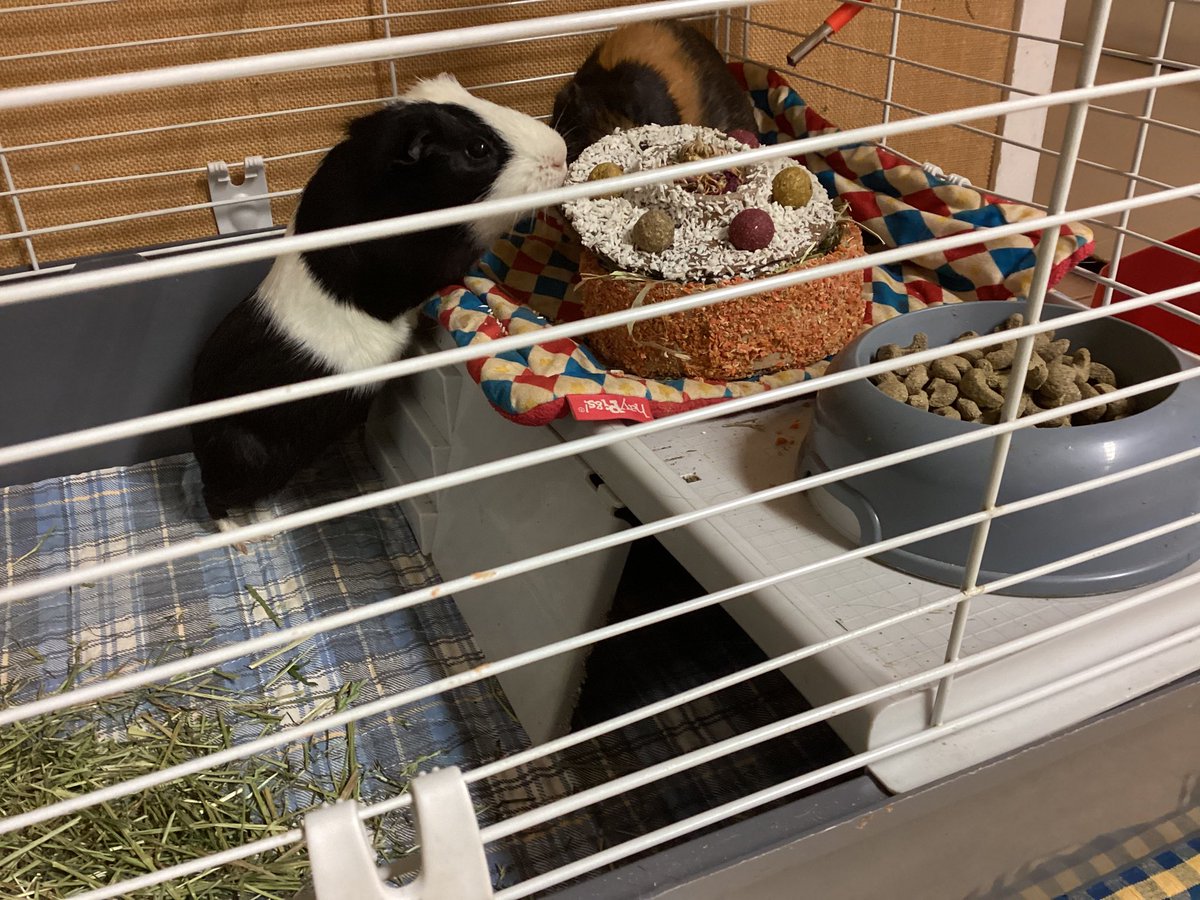 BPSEYFS's tweet image. Six today.  Happy Birthday Rosie and Fidget.💕