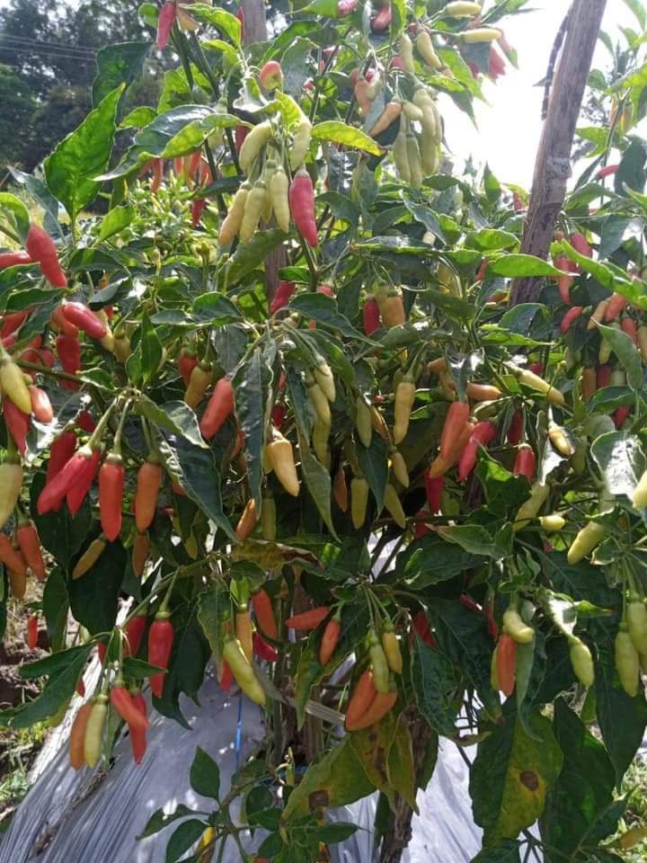 Excel_Dee's tweet photo. Budidaya Tanaman Cabai Rawit

Bila diketahui:
Luas area tanam = 100 bata, 1 bata = 14 m2, maka luas menurut satuan meter= 1.400 m2

Jika jarak tanam cabe:
Jarak antar barisan 60 cm
Jarak dalam barisan 60 cm
Jarak antar bedengan 120 cm https://t.co/YEliN9O49W