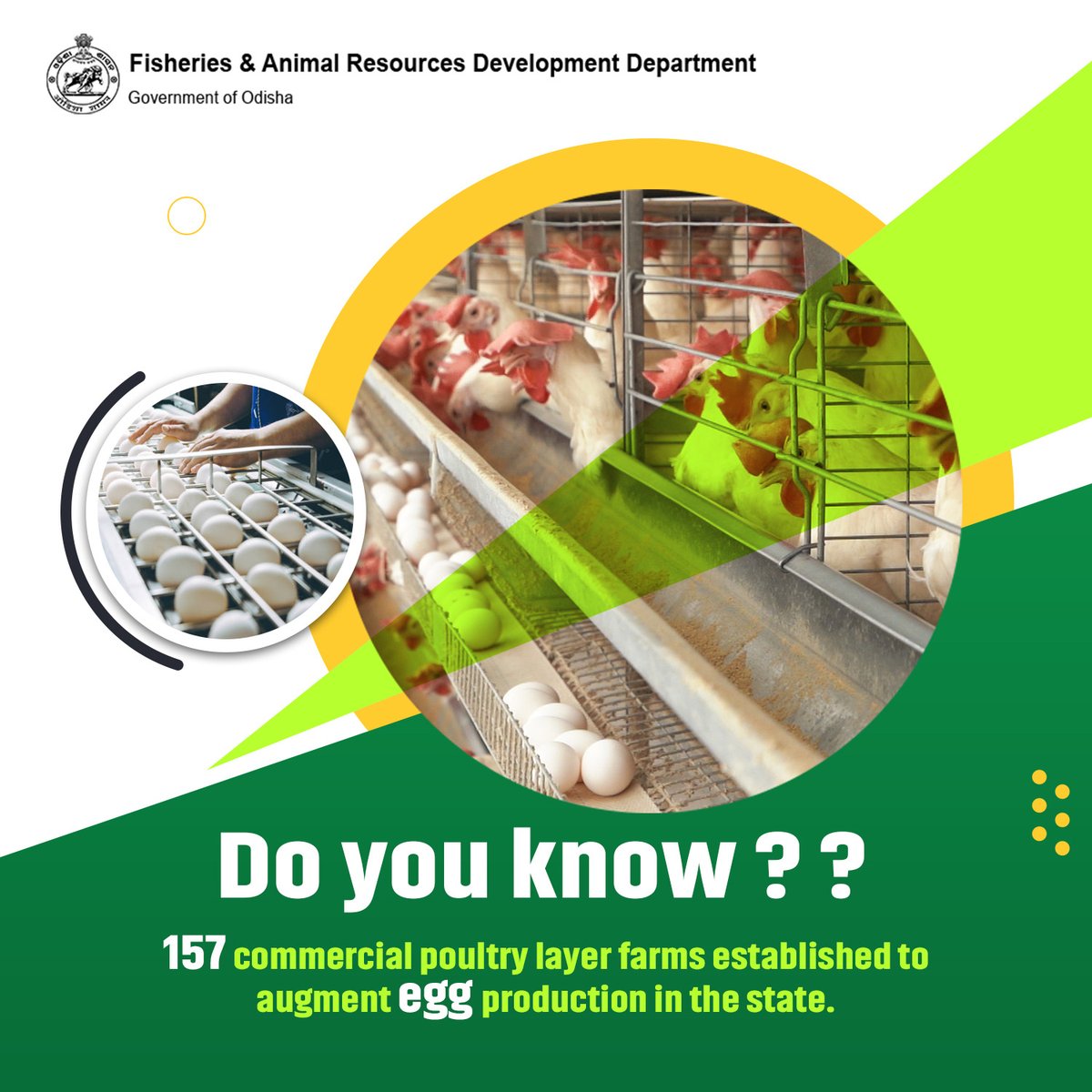𝐃𝐨 𝐲𝐨𝐮 𝐤𝐧𝐨𝐰?

#Odisha has witnessed significant growth in #EggProduction with the establishment of 157 commercial layer poultry farms. 🐔🥚

#PoultryFarming

@rajaaswain @dahvsodisha @OdishaFisheries @sureshvashishth @IPR_Odisha @krushibibhag