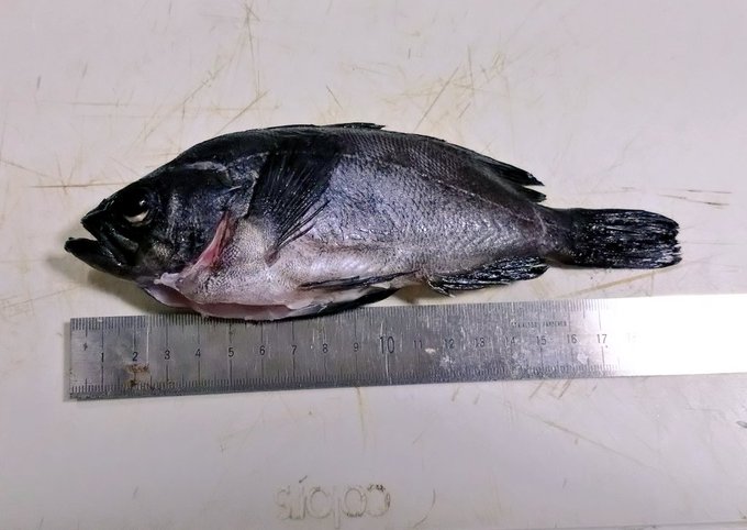 昨日の釣果 