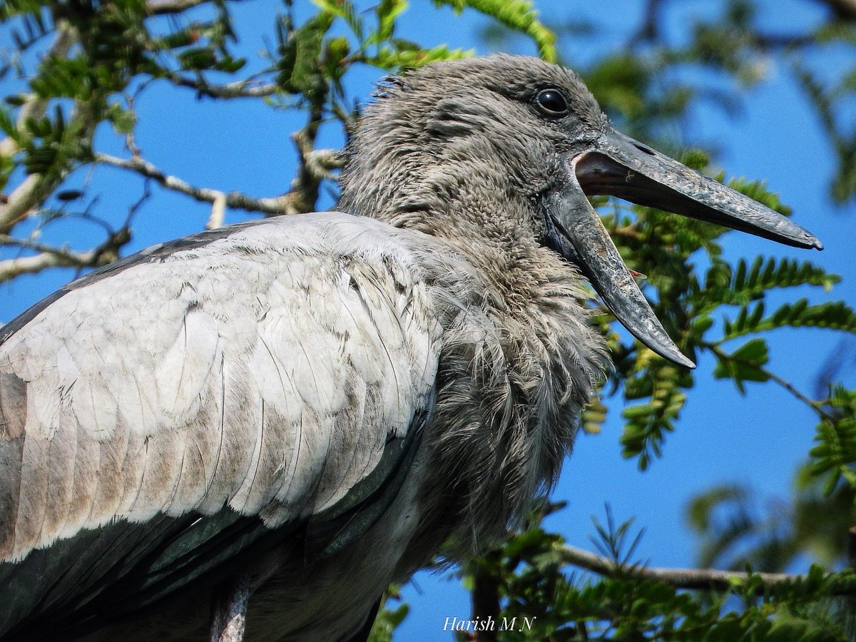 Asian Openbill is yawning 🥱 #BirdWatching #FeatheredFriends #AvianAdventures #BirdsOfInstagram #WingedWonders #BirdingLife #NatureNest #BirdPhotography #FlyWithFeathers #FeatheredBeauties #BirdLovers #BirdersCommunity #ChirpChirp #BirdsInFocus #BirdingWorld #AvianArtistry