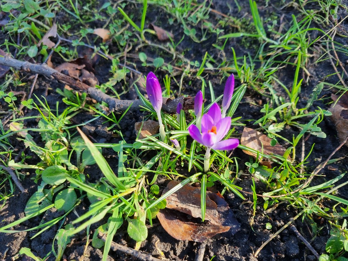 AlexParkMCR's tweet photo. Things are starting to bloom in the park. Spring is on its way. https://t.co/ydK1DxbCYq