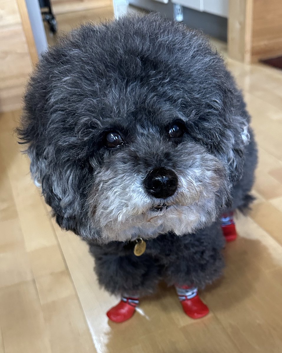 ❤️迷子犬の掲示板看板犬🩷楽天Room💚Amazonインフルエンサープログラム tweet media