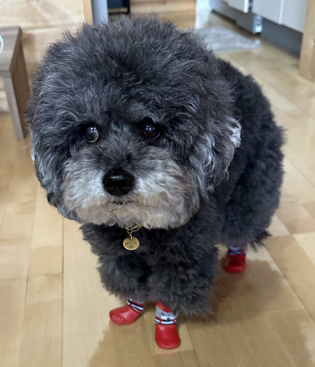 ❤️迷子犬の掲示板看板犬🩷楽天Room💚Amazonインフルエンサープログラム tweet media