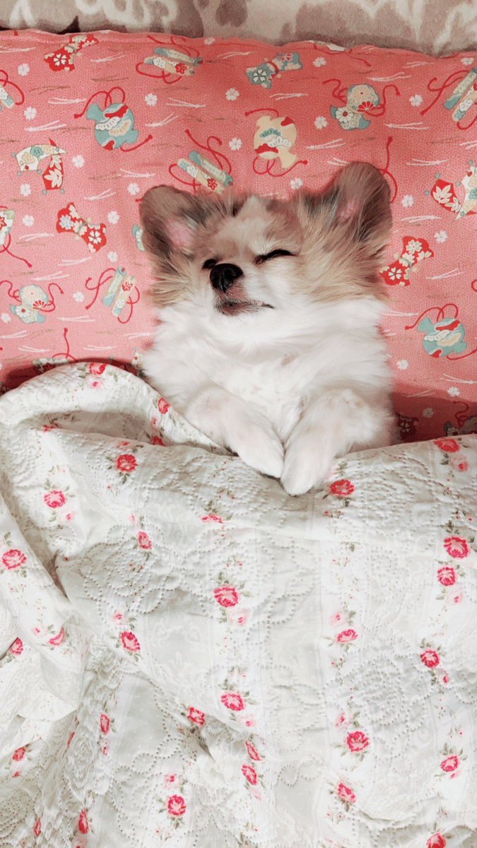 安眠
おやすみなさい