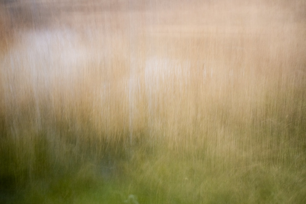 A few ICM images taken yesterday. 

#icm #intentionalcameramovement #pentax #k1 #fa35mmf2AL @ricohimaging_jp