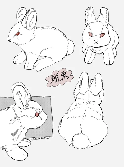 うちの脱兎かわいい 