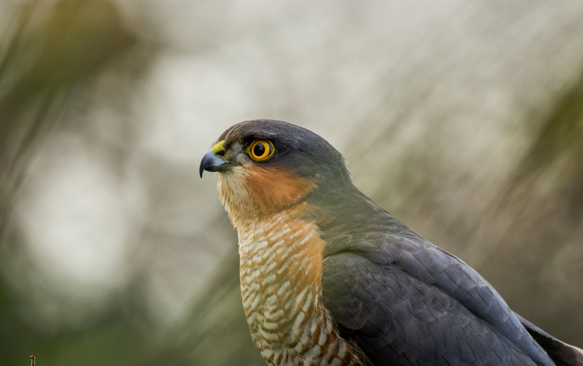 A couple more that I got of the Sparrow Hawk that had other ideas about the #BigGardenBirdWatch and would rather eat the birds than count them 😀 @RSPBCymru @Natures_Voice @BBCSpringwatch #TwitterNatureCommunity #TwitterNaturePhotography #BirdsSeenIn2024