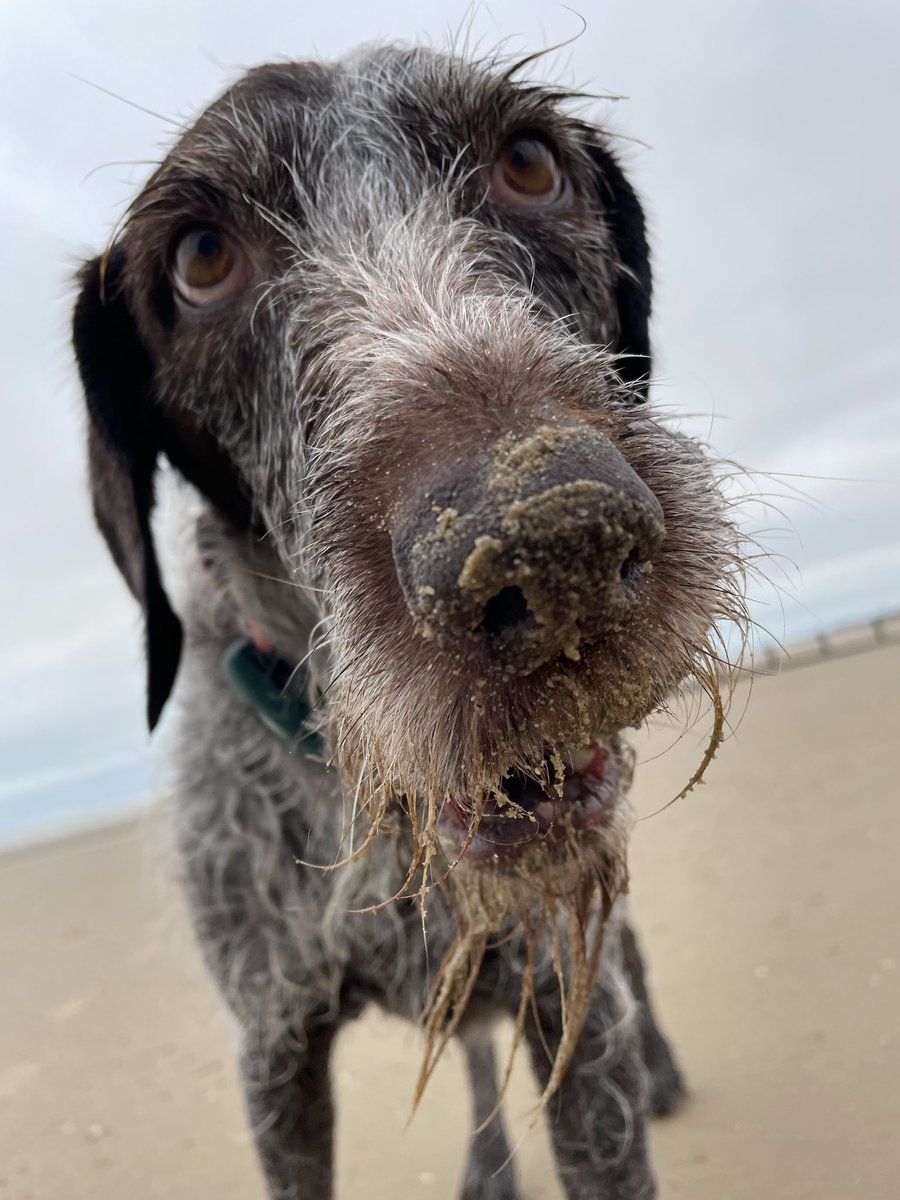 Today’s treasure #ball #seagods #beachfind #adventure #outdoors #sand #sea #fun #vitaminsea #seastheday #dog #dogsofinstagram #happy #find #beard #dogsoftwitter