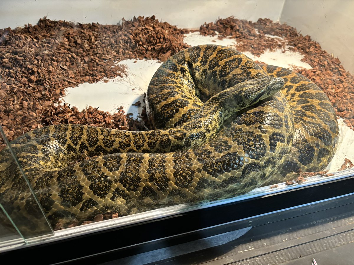 <a href="/Reptiles999/">THE REPTILES HOUSE</a> 
さんの立派なキイロアナコンダさん!!

どの個体も状態が良く、来る度にプロの管理は違うなと感じます。
店主さん、スタッフさんともに知識豊富で勉強になるお話が沢山聞ける良いショップです！