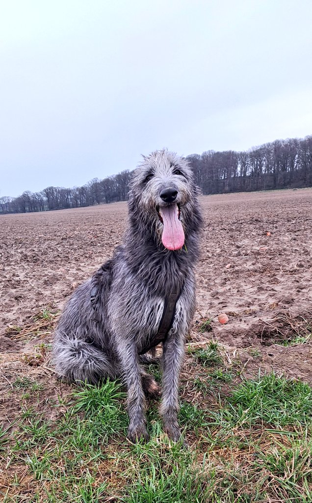 TullytheD's tweet photo. Hello everyone👋 And a very happy #tongueouttuesday  🥳
Today, we're proud to present u a proper tongue 😅👅 🙃
Hope you're having a lovely day, my friends 💞🐾🧡

#Scottishdeerhound 
#Tullytuesday https://t.co/AySvMaM4UA
