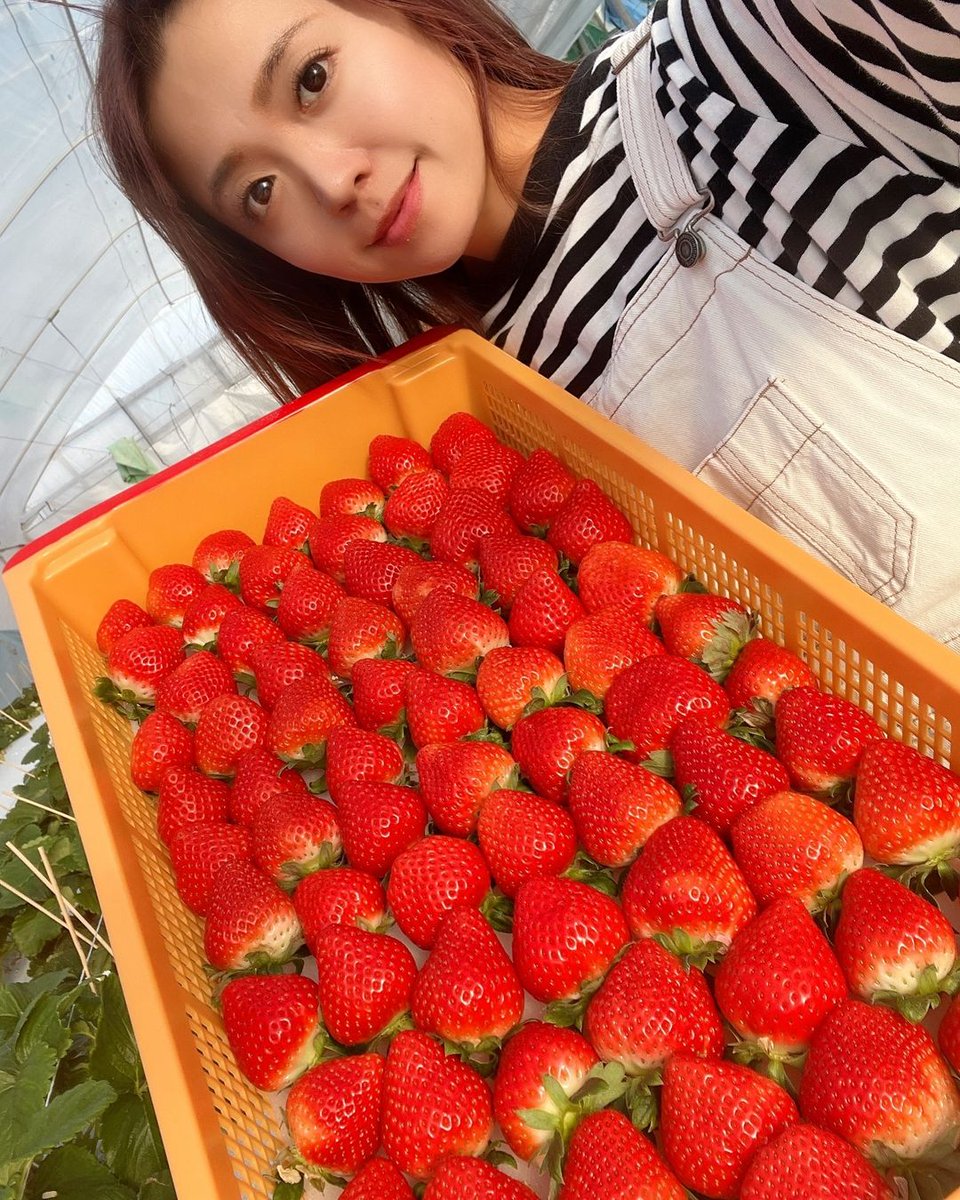 agrimatch's tweet photo. いちごの収穫🍓

味も格別です✌️😆 https://t.co/jrO6txC3Uv