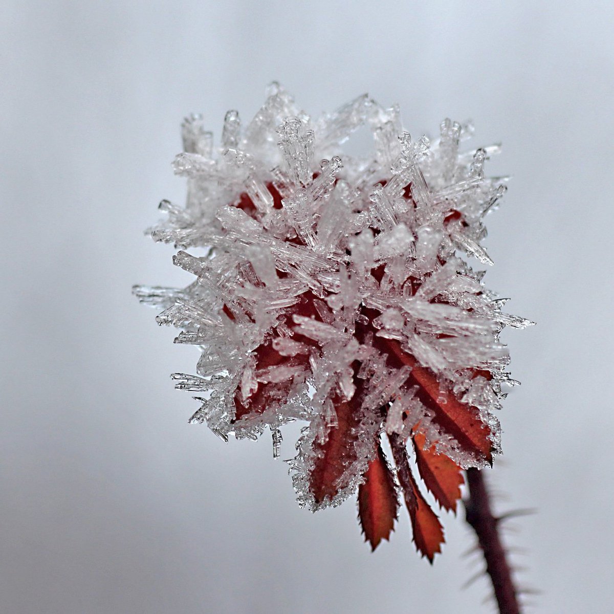 RitvaSavolaine1's tweet photo. @RitvaSavolaine1 Kuuran koristelema juhannusruusun lehti #kuura #frozenmorning #pakkasaamu #finnishnature #wintermoments #luontoon_fi https://t.co/btO4R2t9Sb