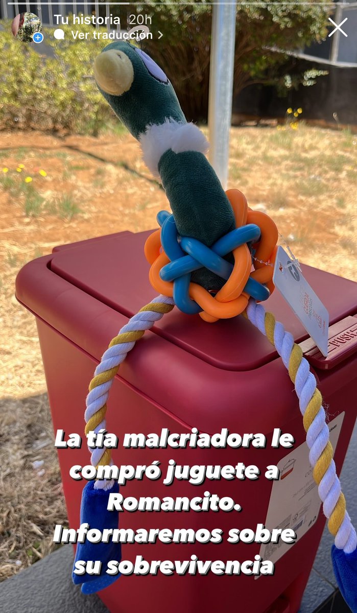 rociojana's tweet photo. Así era ayer 🧸 ...así amaneció 🧟♀️
#Romancito el perrito juguetón 😅
Cc: @ritalindt https://t.co/RB4Kgthy2m