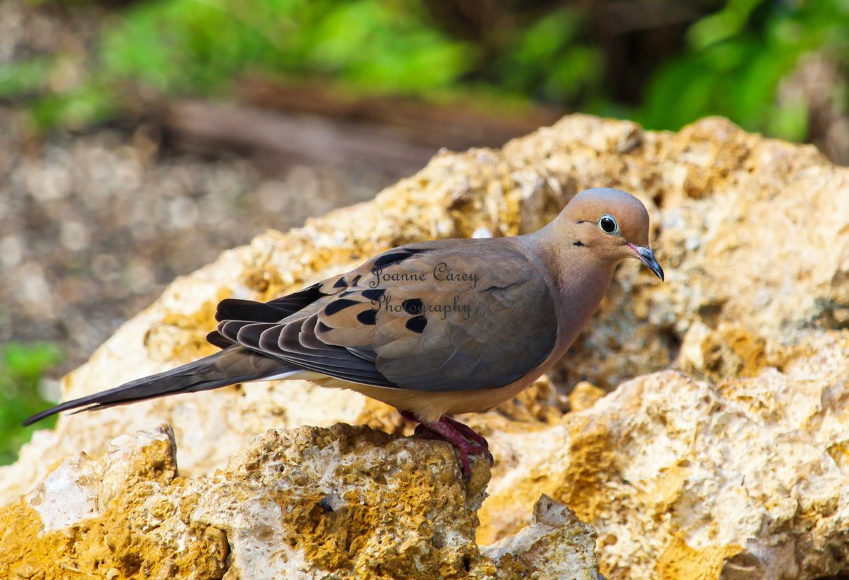 JoanneCarey64's tweet photo. Find this image in my shop of a male #mourningdove under Feathered Friends. I captured this image from a gazebo at #CeleryFields in #Sarasota #Florida 🧡
#AYearForArt #BuyIntoArt #gifts #Wallart #homedecor #NatureBeauty #NaturePhotography 

https://t.co/q9w66BRGyv 🧡 https://t.co/WeWpPAyQz1