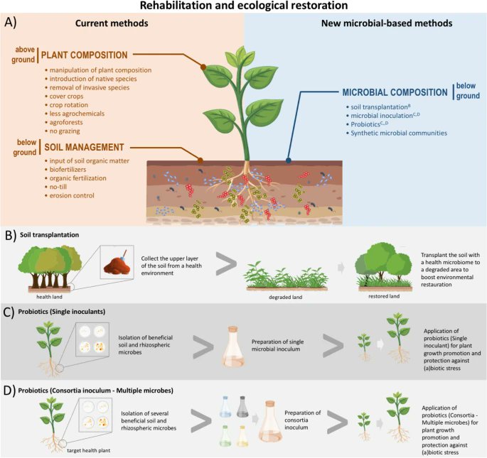 Prof_Braj_Singh's tweet photo. My first invited Marschner Review for @plantandsoil of @SpringerNature 

'Soil microbial diversity plays an important role in resisting and restoring degraded ecosystems'
https://t.co/lPWx04wsK7

Led by our awesome PhD student @alpedrinhoBR with contribution from @lwmendes @artur_prudencio Ademir Sergio Ferreira Araujo, Dimitrios G. Karpouzas 

We propose a new concept that combine multiple ecological theories and suggest that both plant and soil biodiversity, as well as their interactions, be explicitly considered to improve mechanistic understanding of the resistance and resilience of ecosystems to increasing disturbances. 

Adopting a framework that combines both plant and soil biodiversity approaches is likely provide improved ecosystem restoration outcomes.