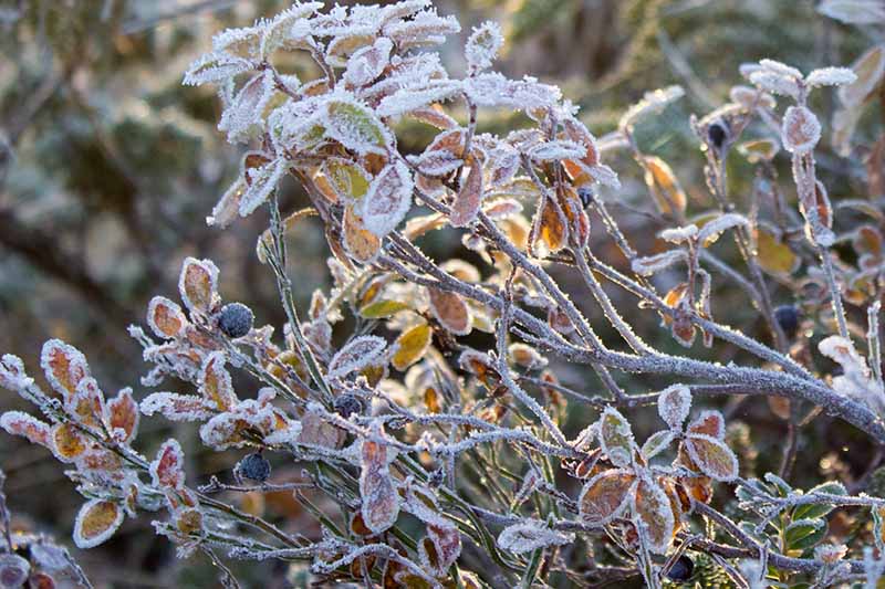 Agritech_'s tweet photo. Do you worry that frost could damage your crops?

With our equipment you can be notified automatically via our new texting service to help reduce the stress. Deploy the early warning system to alert you when needed.

Get in touch for more information! https://t.co/VKjoFfaaF1