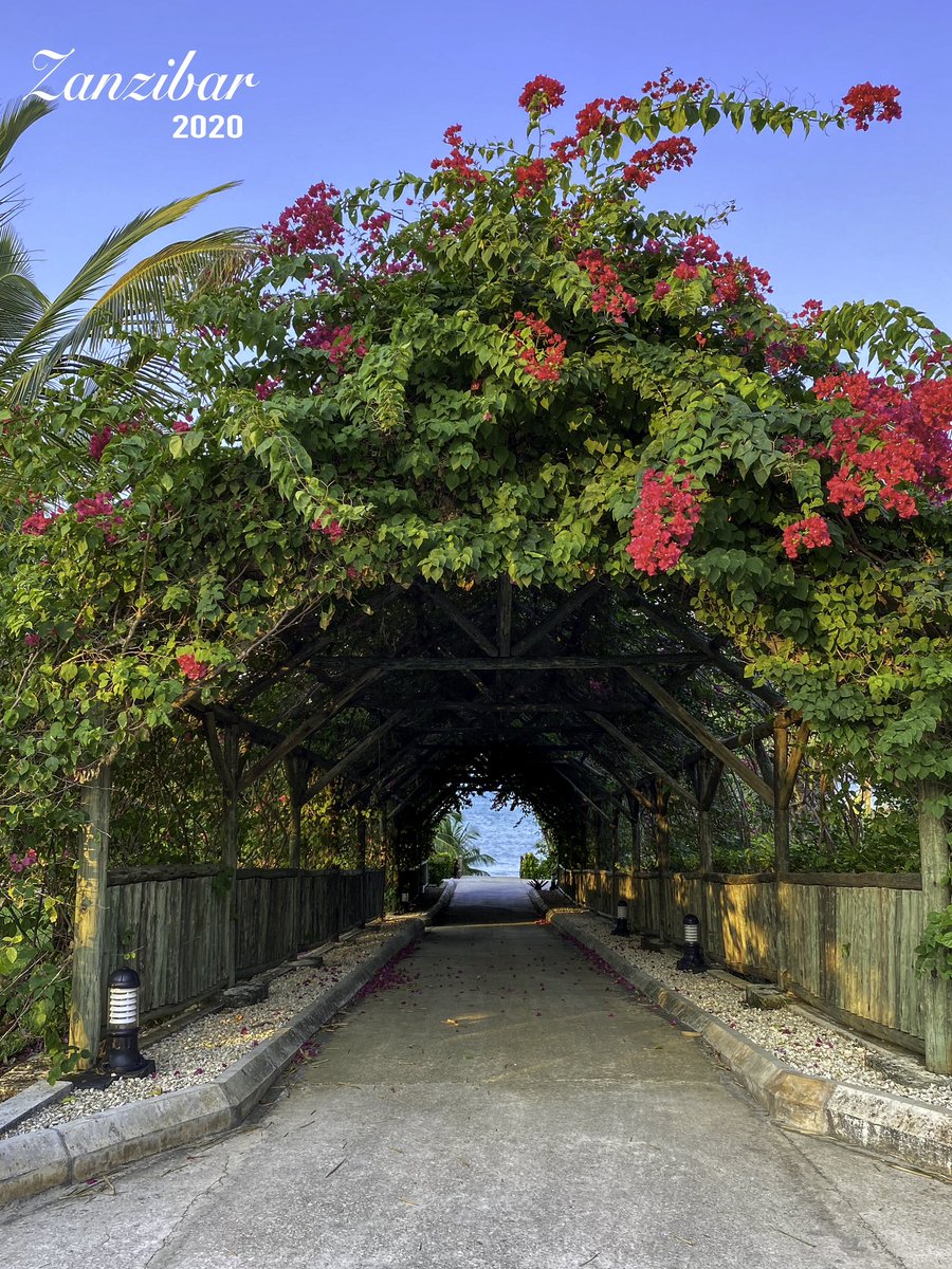 biggy52's tweet photo. Taken with iPhone 11 Pro Max
12 MP / f1.8 / ISO 32 / 1/120s
#photography #nationalgeographic #landscapephotography #zanzibar #meliazanzibar #flowerphotography #flowers https://t.co/6vObH5Cte0
