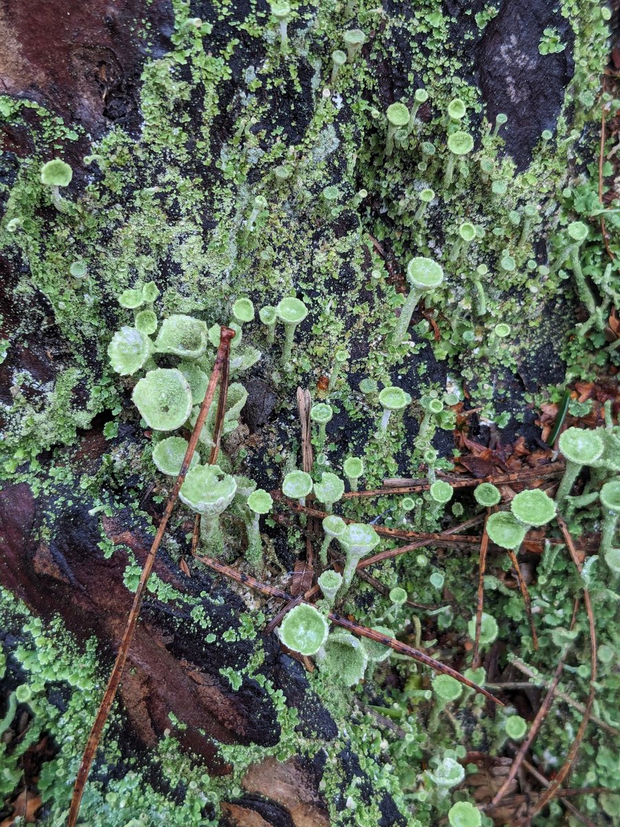 Evidence of elves and pixies in the forest today.
#fungi #lichen #delamereforest