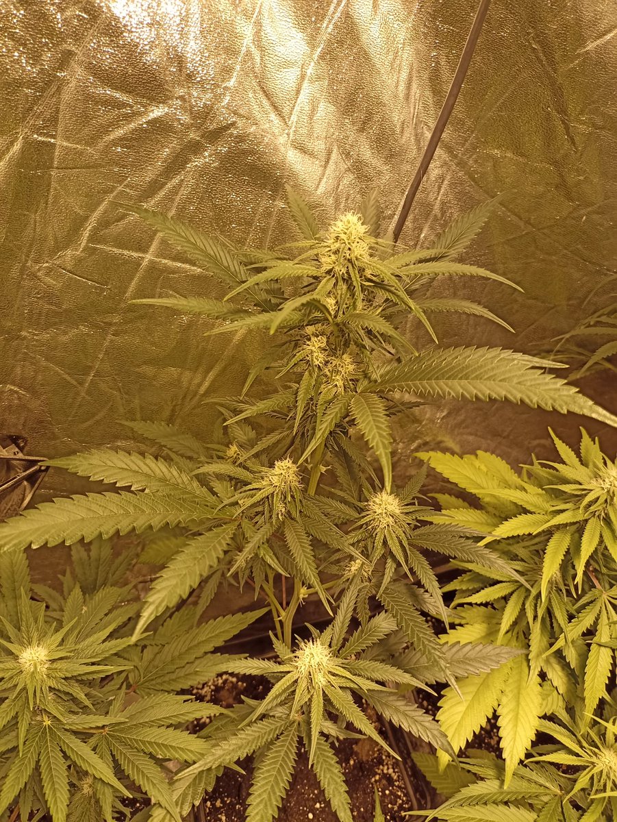 Dia 22 de floración!! empieza lo bueno!!! dejo una fotito de la somango que va a la cabeza para llenar el armario para el próximo cultivo antes de verano.
#Autocultivo
#CannabisCommunity 
#cannabisculture